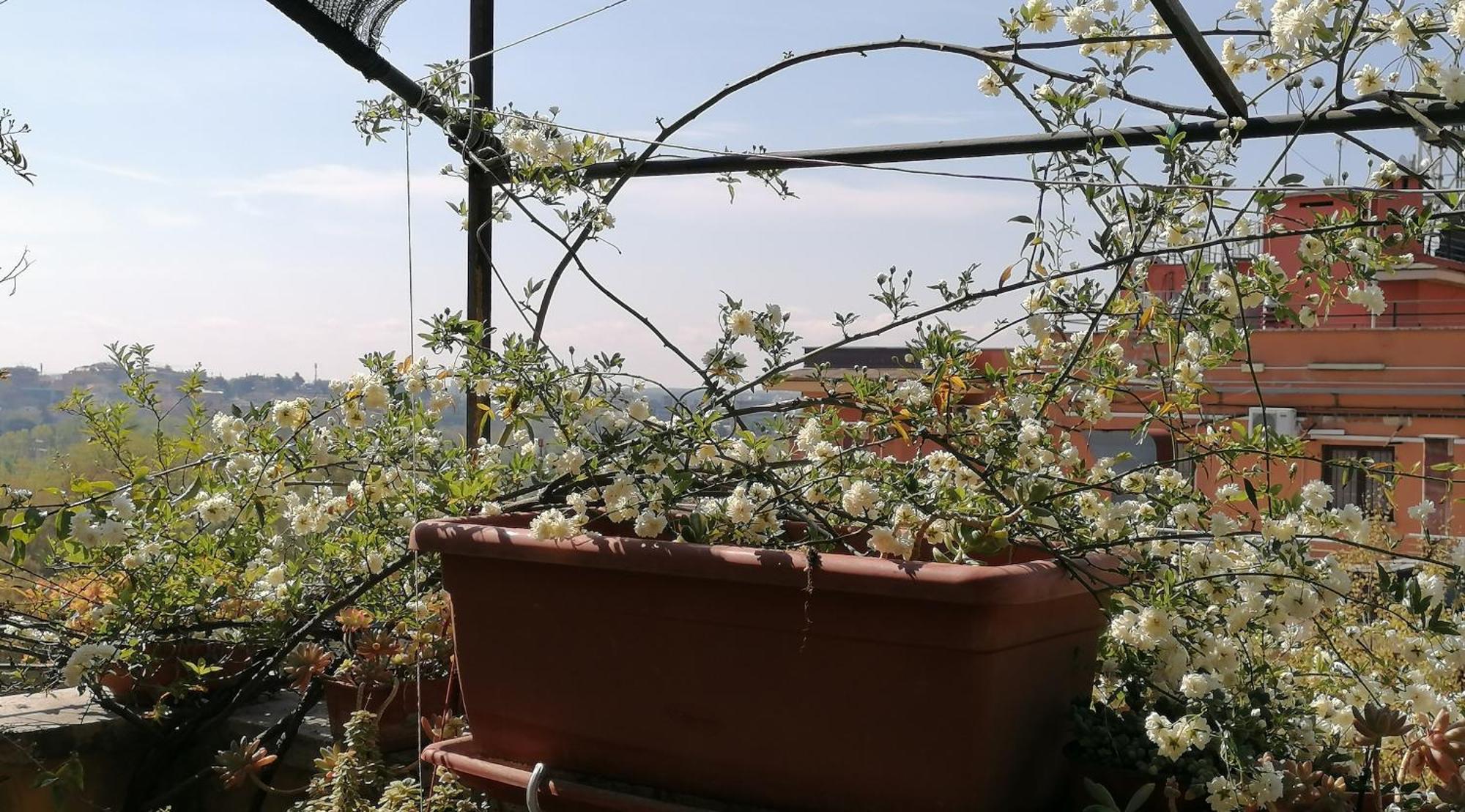Claudia B&B Roma Exterior foto